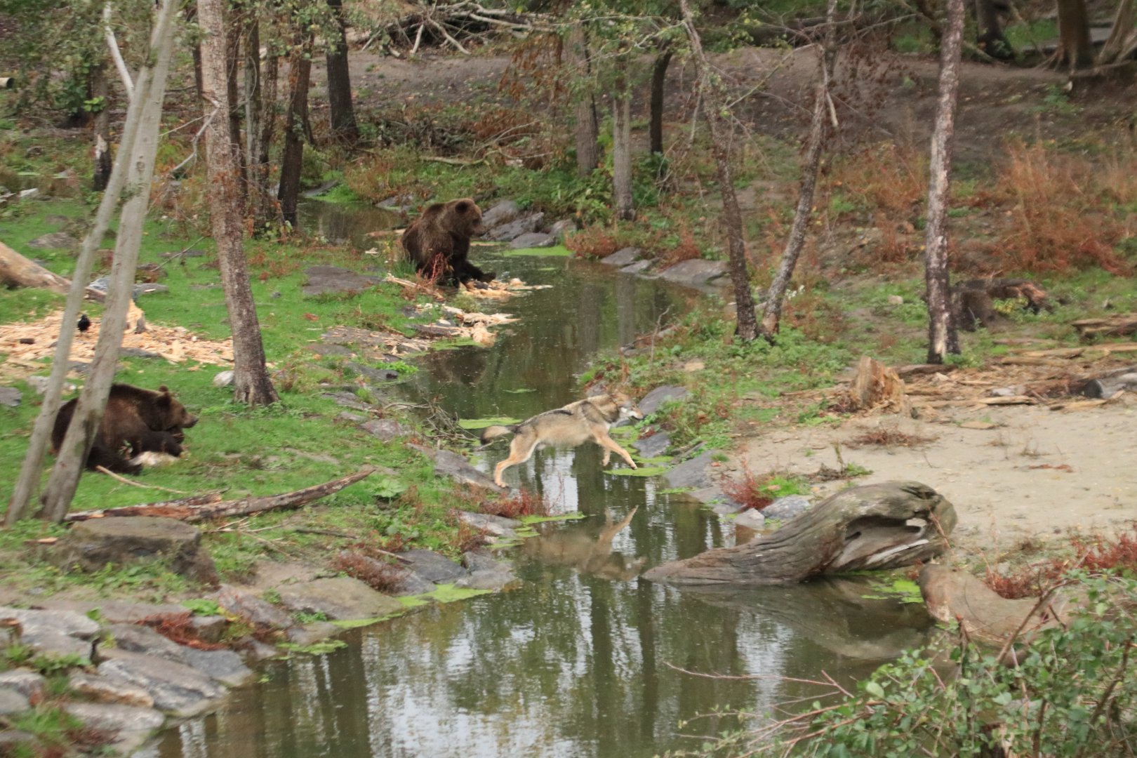 European brown bears and eurasian wolf (November 2019)