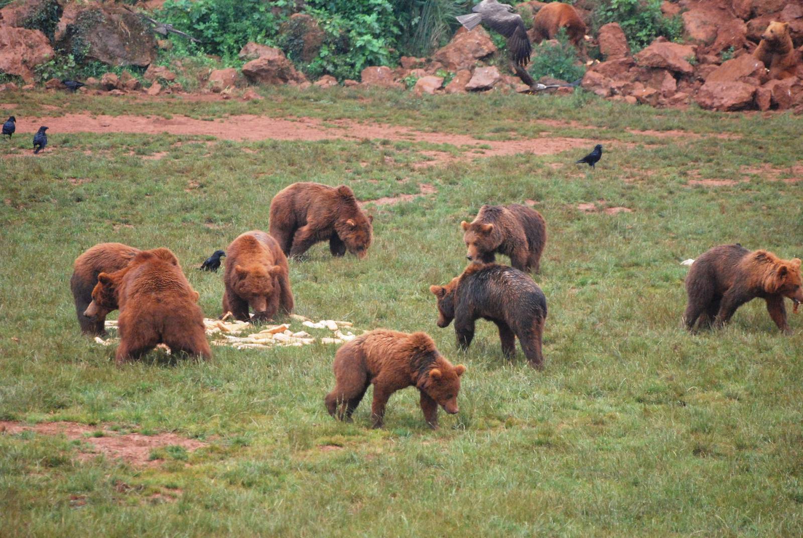 European Brown Bears at Cabarceno, 11/06/15