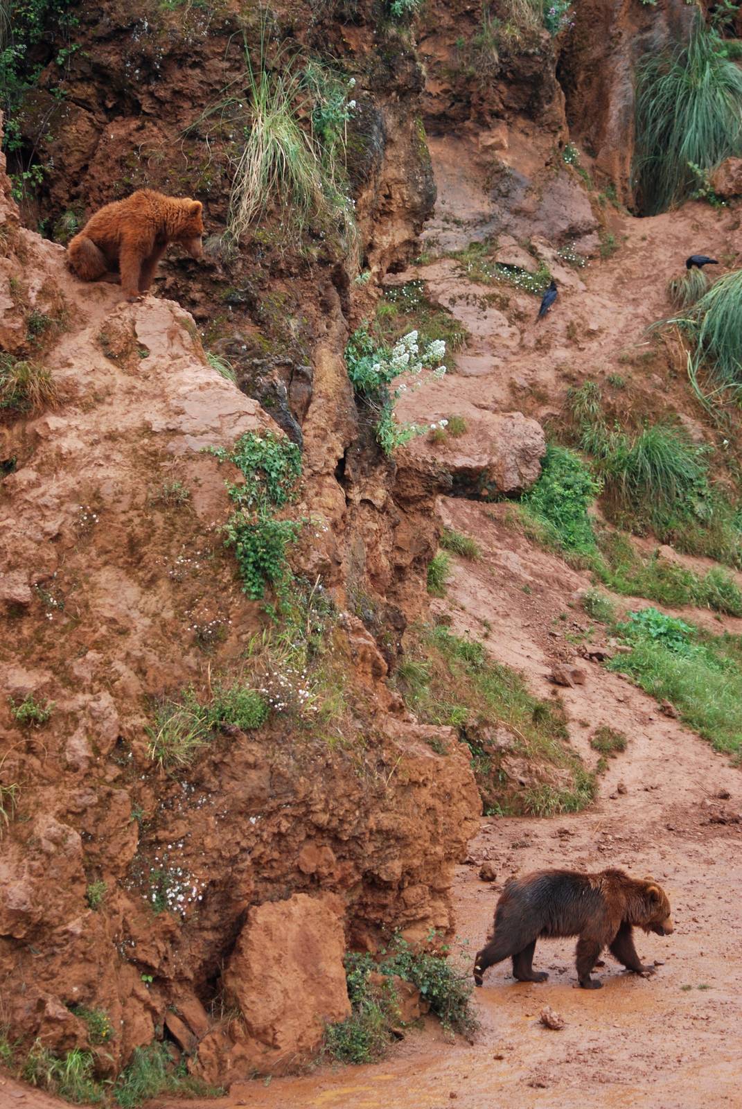 European Brown Bears at Cabarceno, 11/06/15