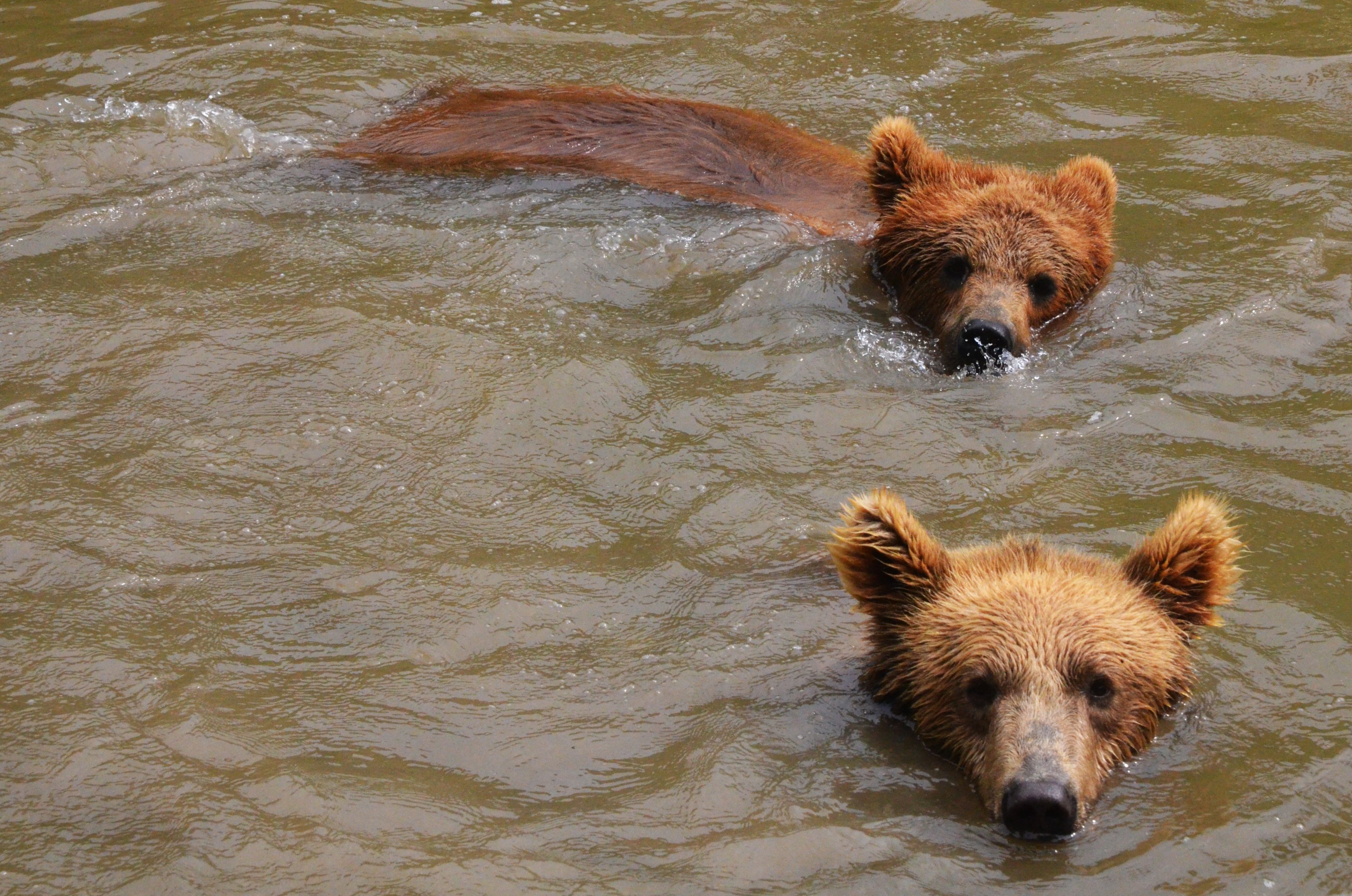 European Brown Bears at CERZA, 10/06/18