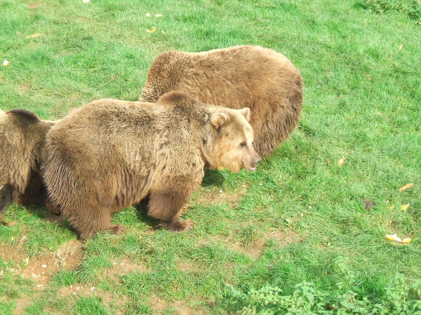 European Brown Bears at Whipsnade