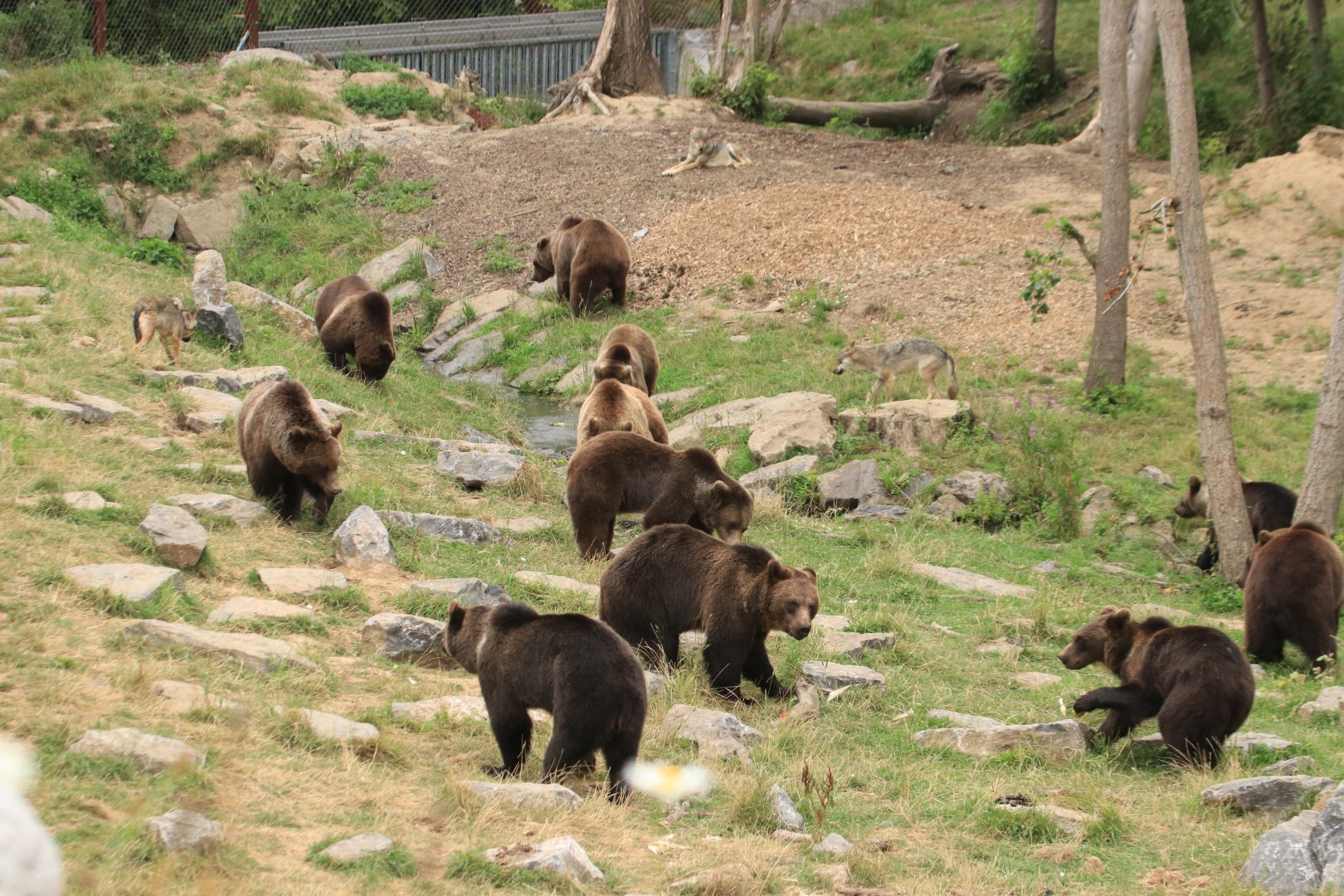 European brown bears feeding (July 2020)