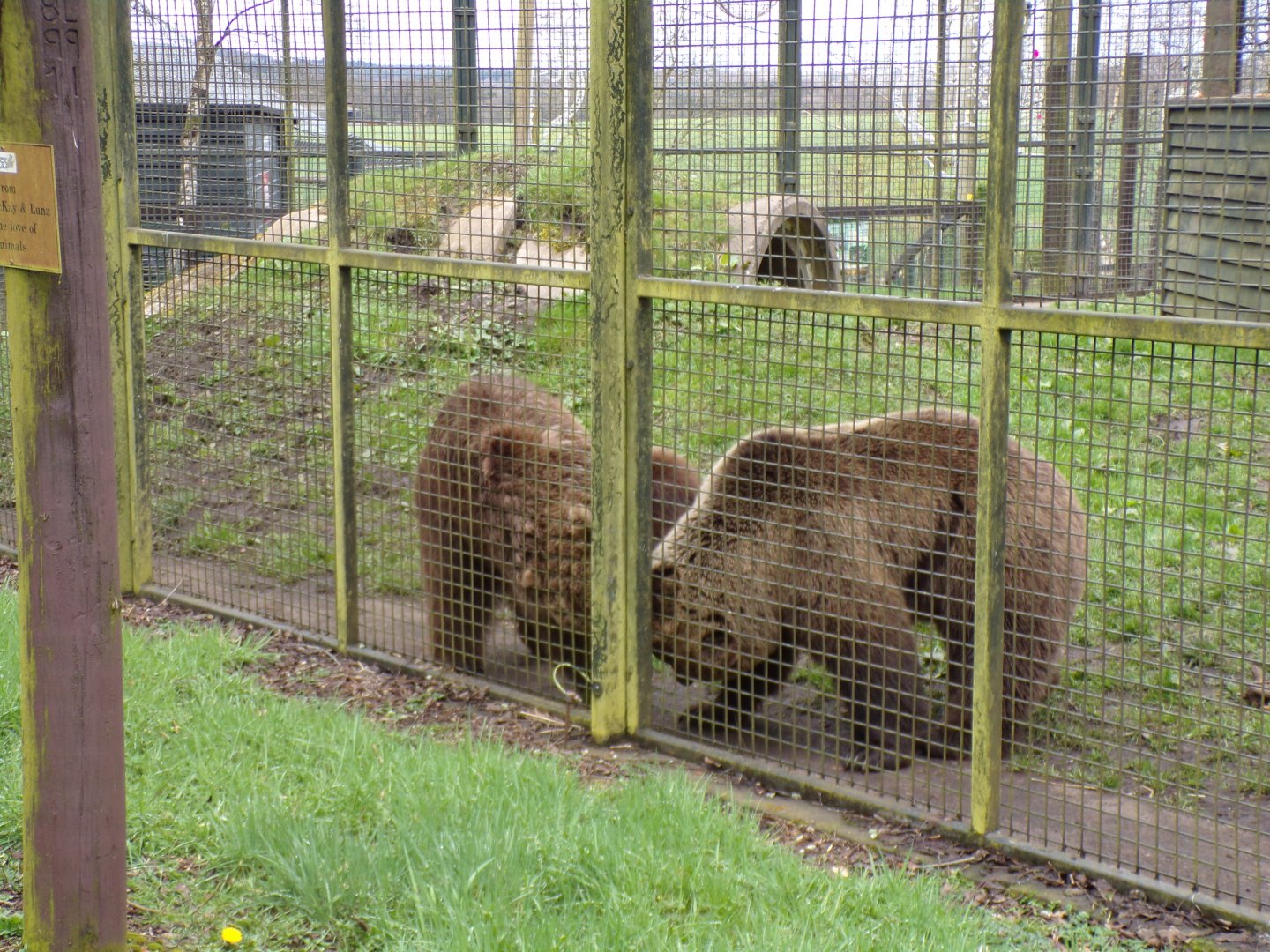 European brown bears fighting 12.4.24