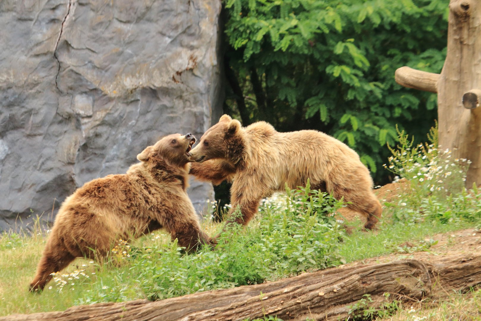 European brown bears (July 2020)