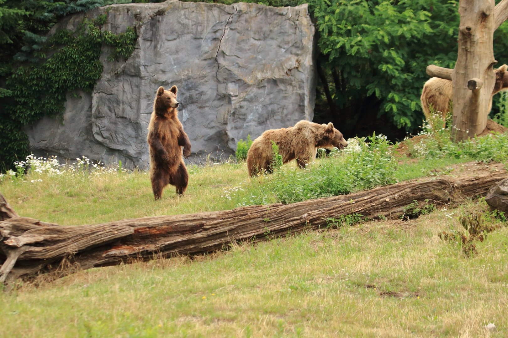 European brown bears (July 2020)