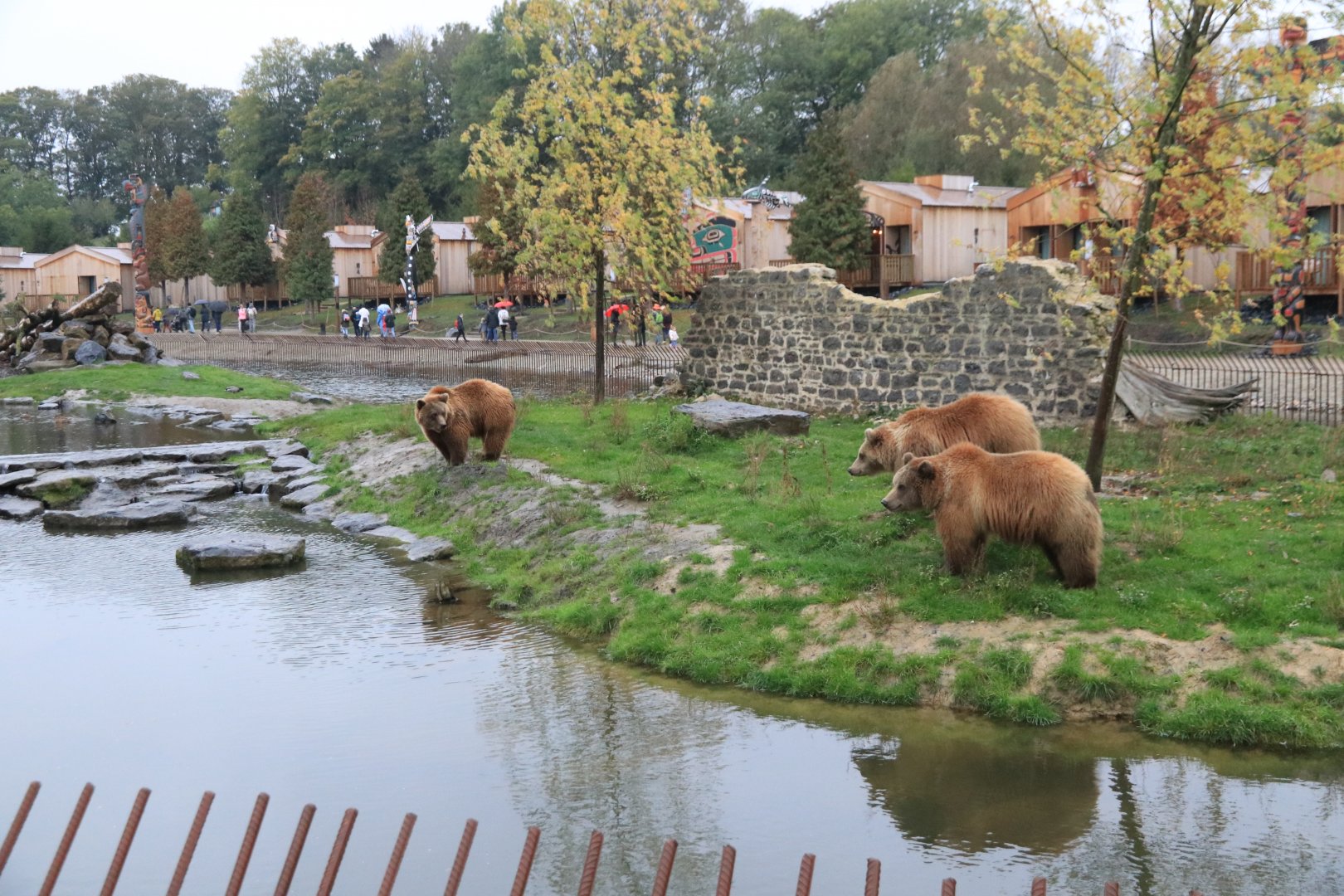 European brown bears (November 2019)