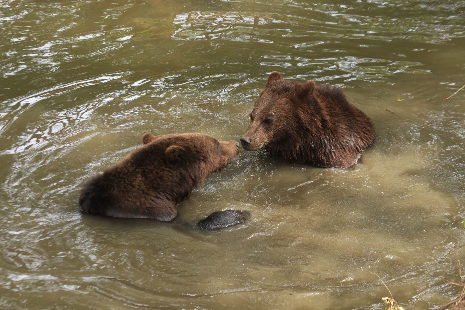 European brown bears taking a bath (July 2019)
