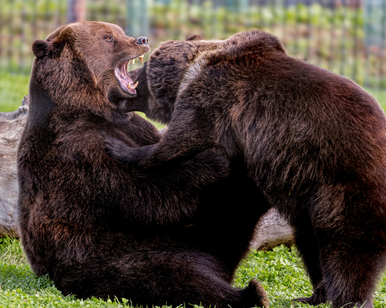 European Brown Bears / Wolds Wildlife Park / 6-10-22
