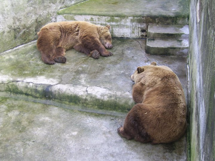 European Brown Bears Zoo di Napoli 2010