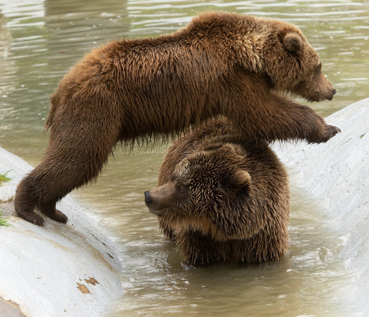 European brown bears, ZSL Whipsnade, UK