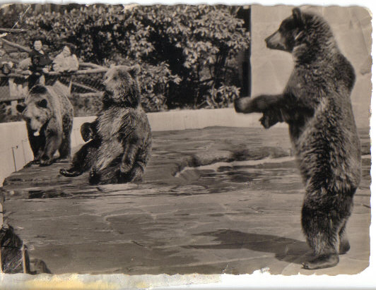 European brown bears