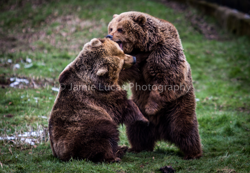 European Brown Bears