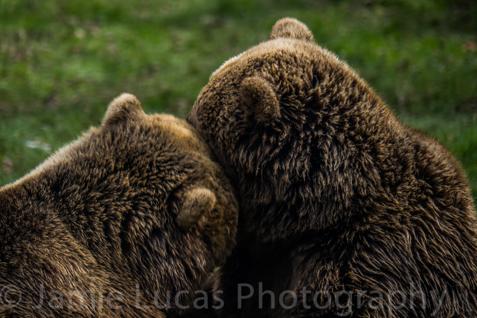 European Brown Bears