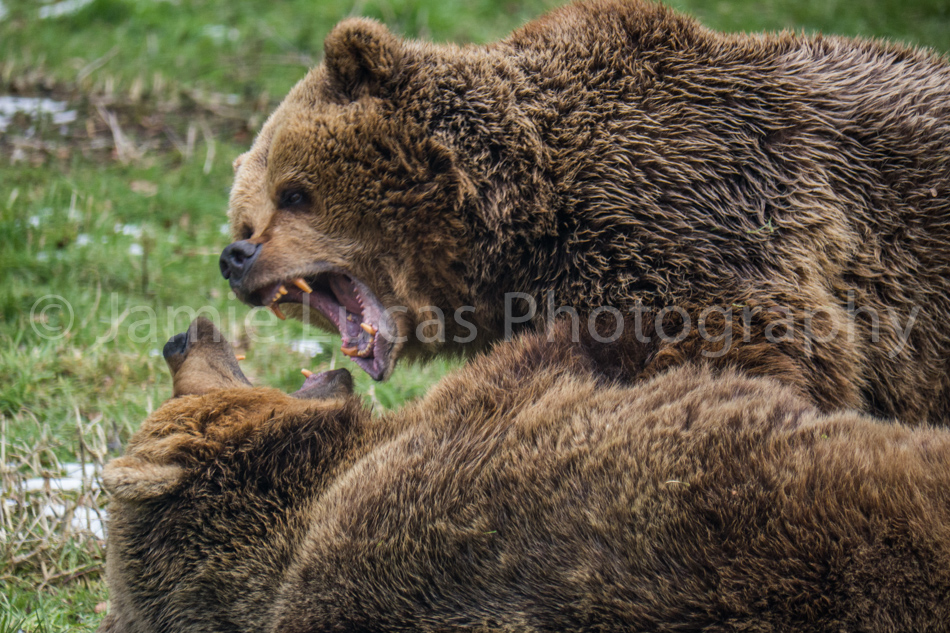 European Brown Bears