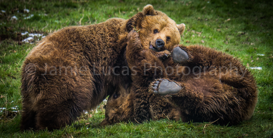 European Brown Bears