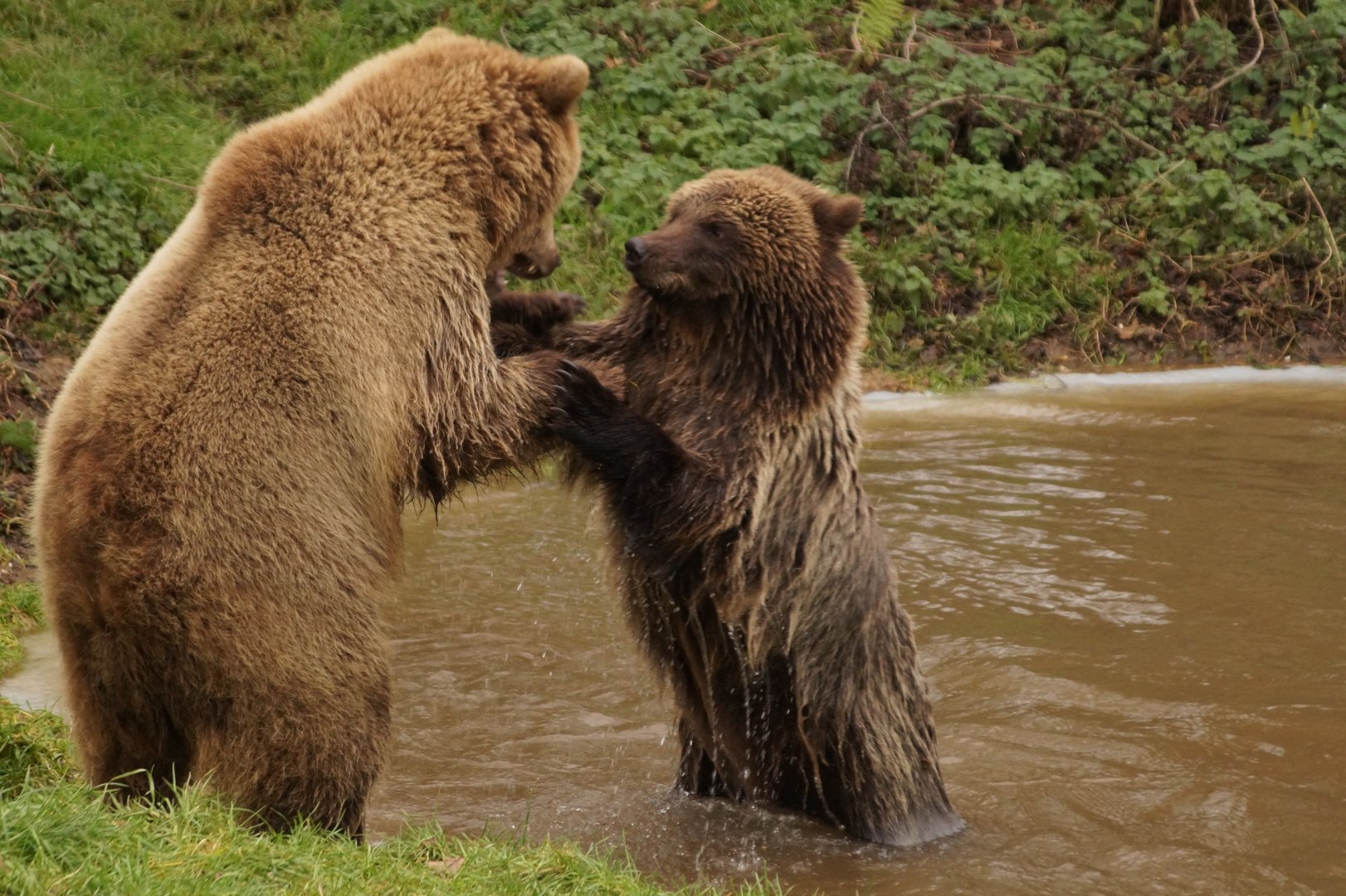 European Brown Bears