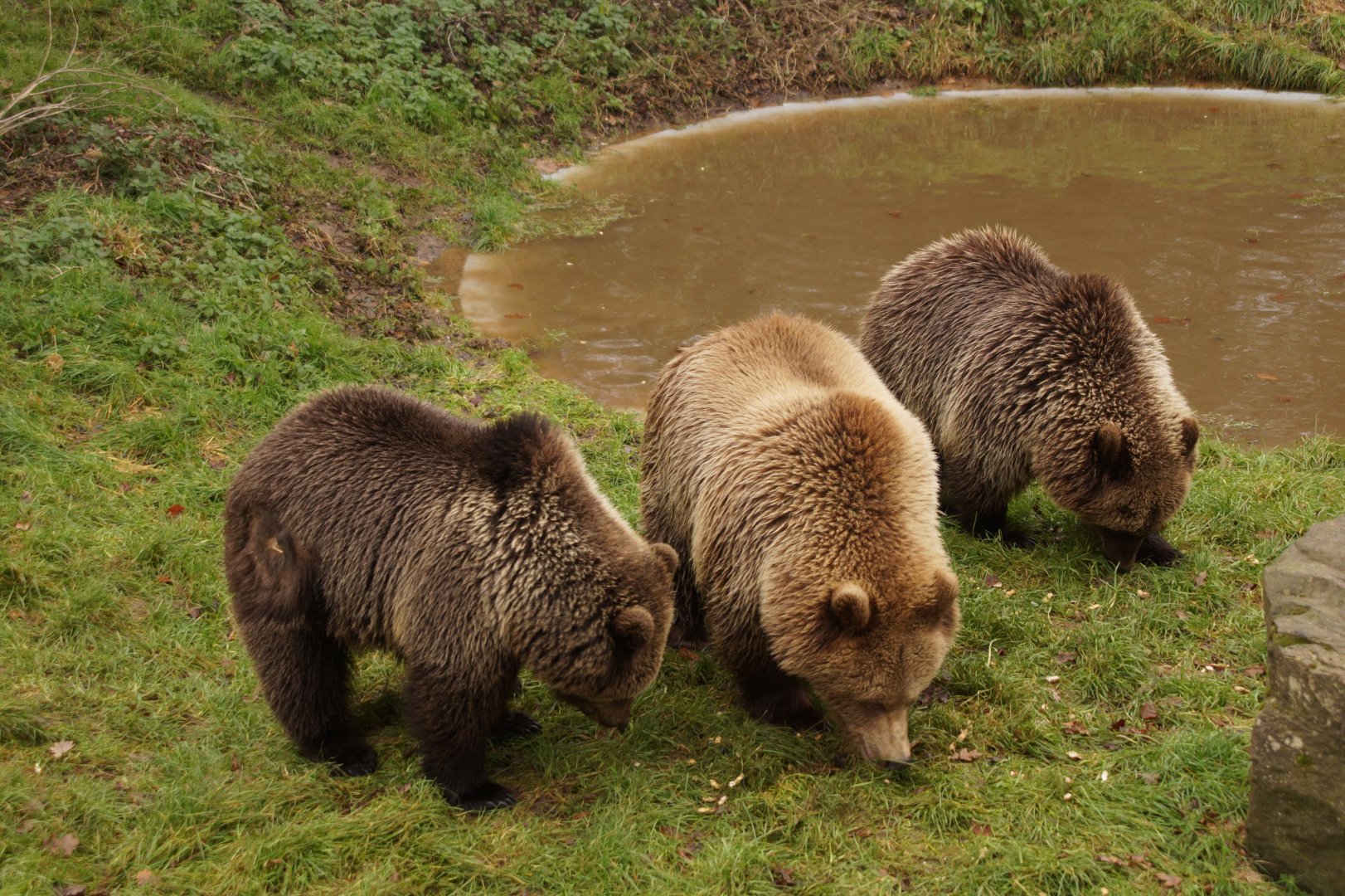 European brown bears