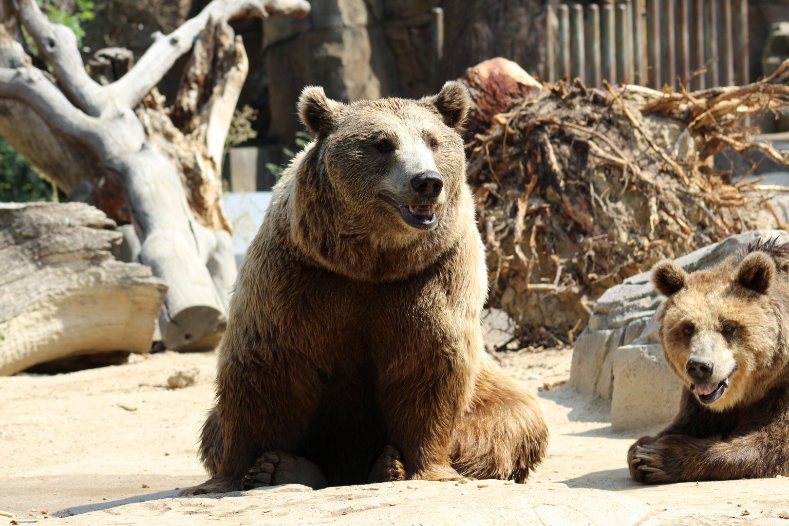 European Brown Bears