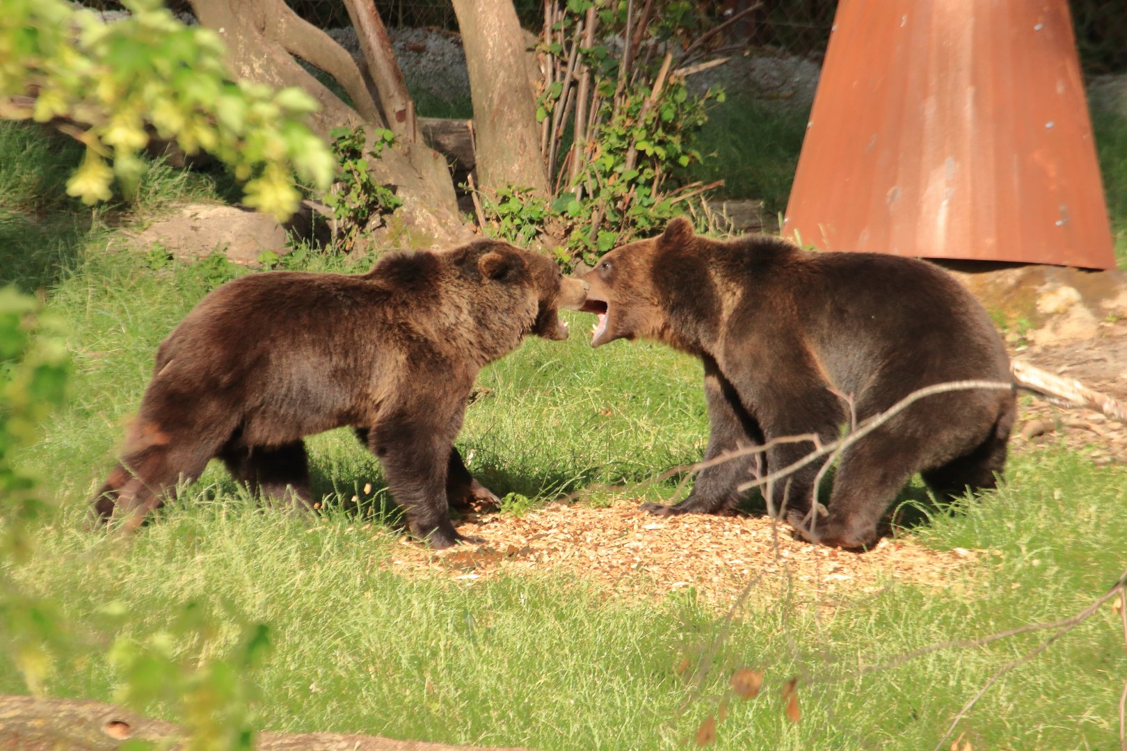 European brown bears