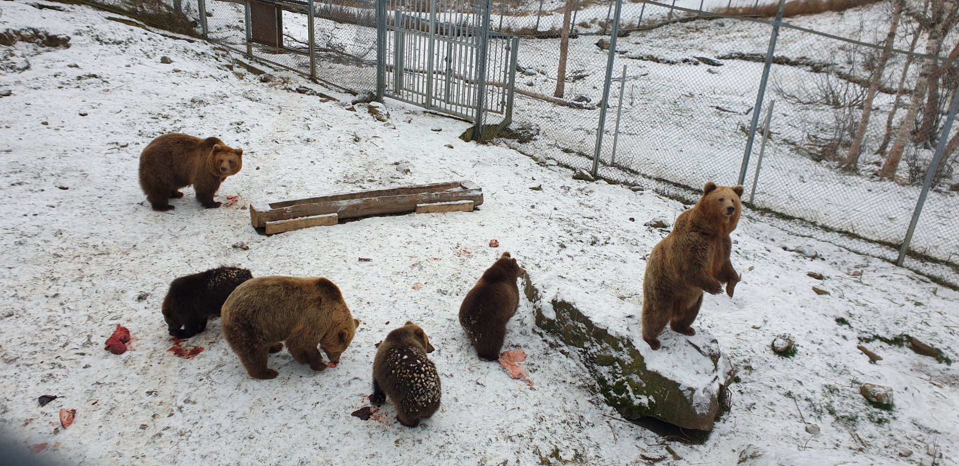 European Brown Bears