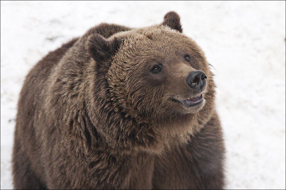 European Brownbear at Wildpark Schwarze Berge