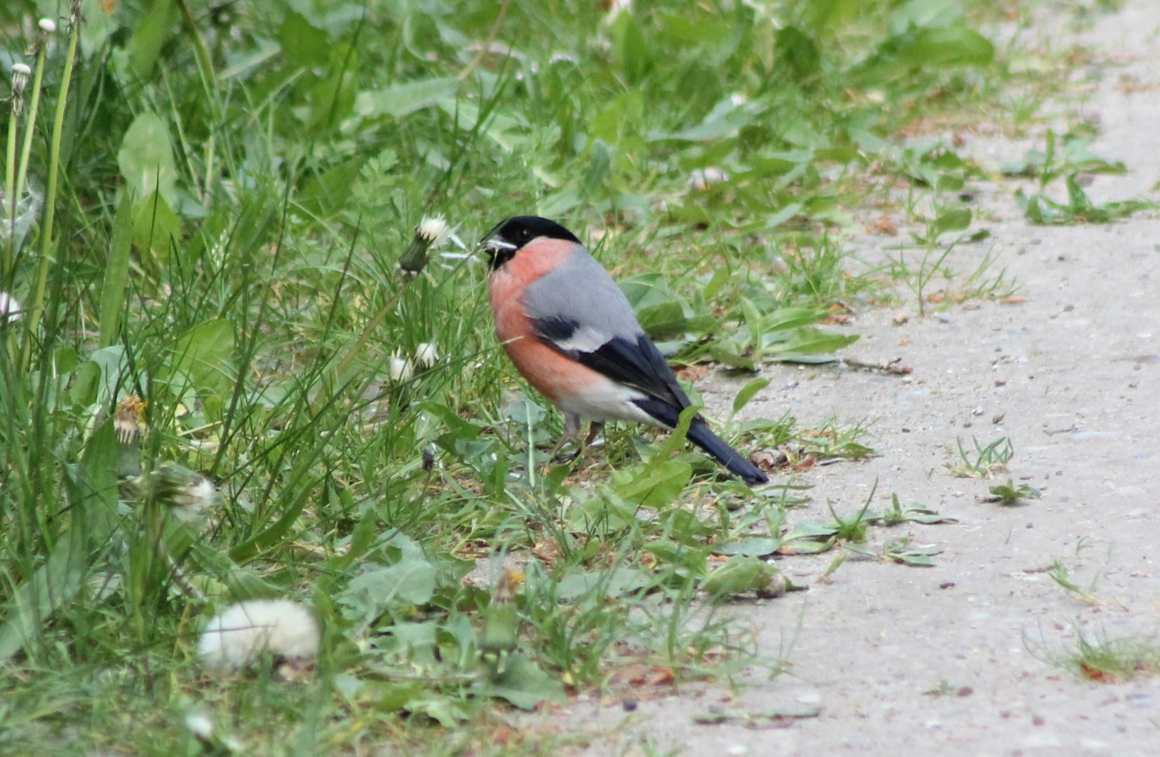 European bullfinch - male