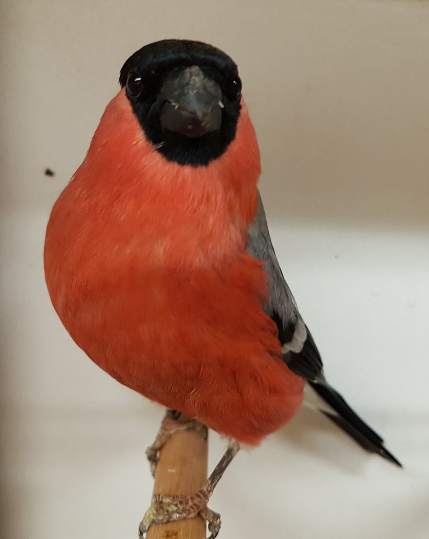 European bullfinch