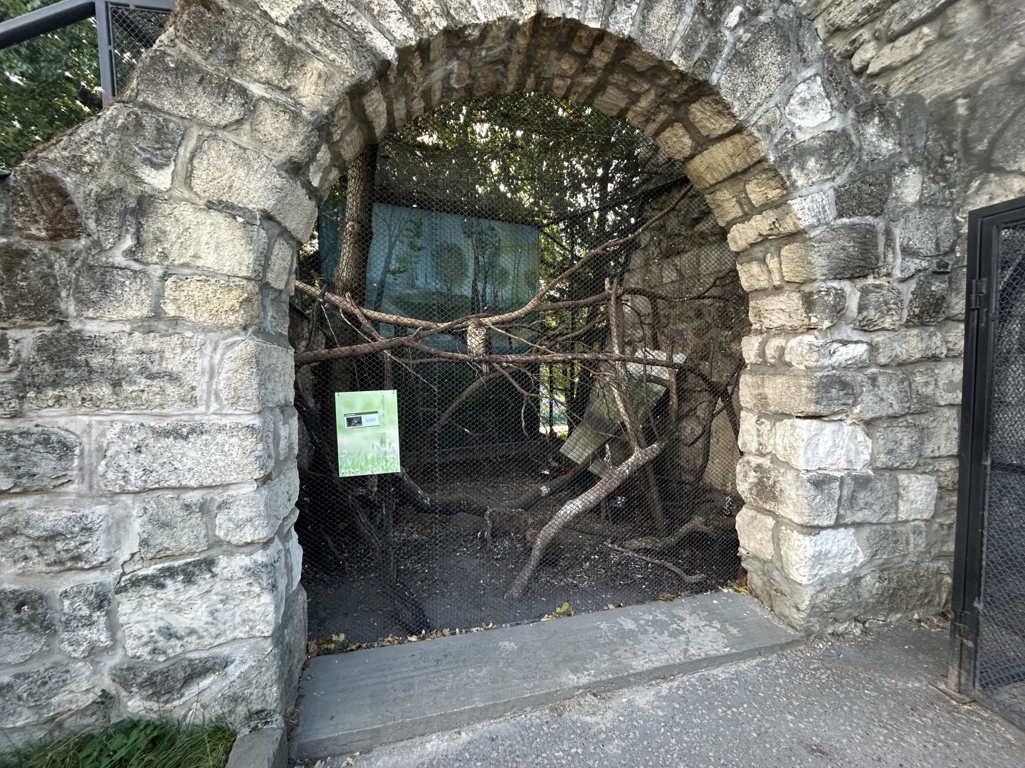 European Buzzard Aviary