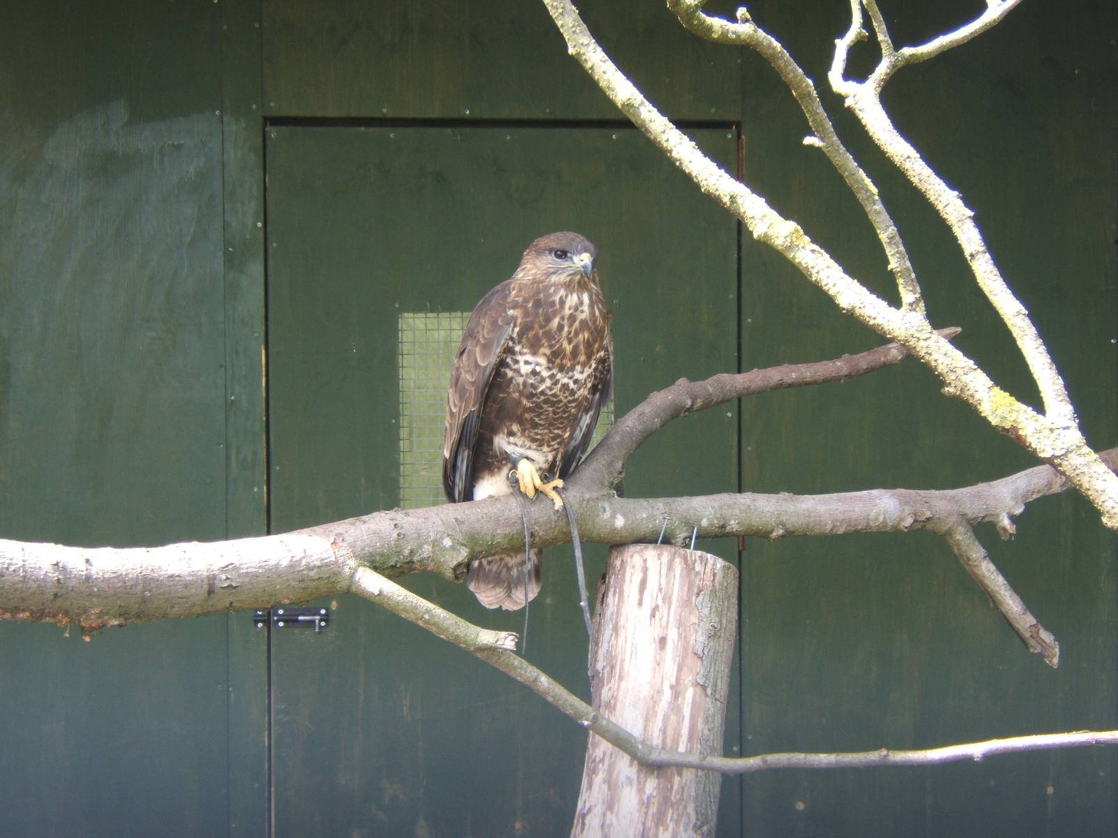 European Buzzard