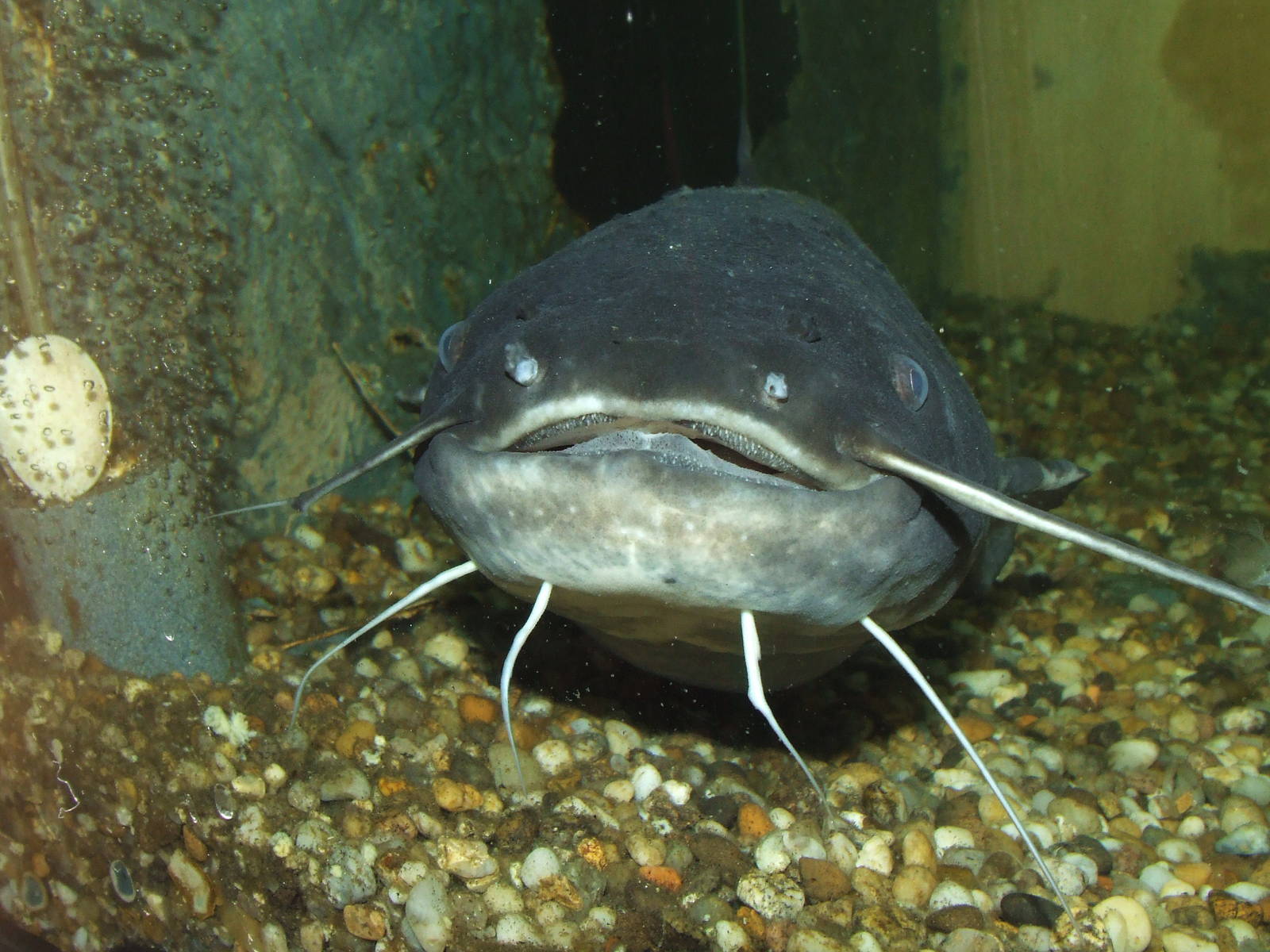 European Catfish
