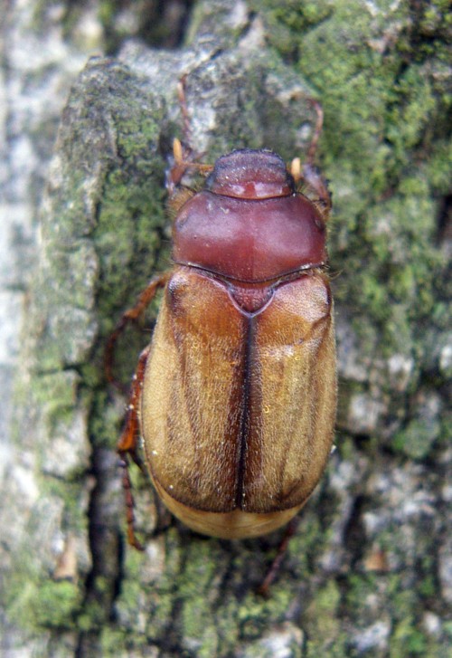 European Chafer (Amphimallon majale)
