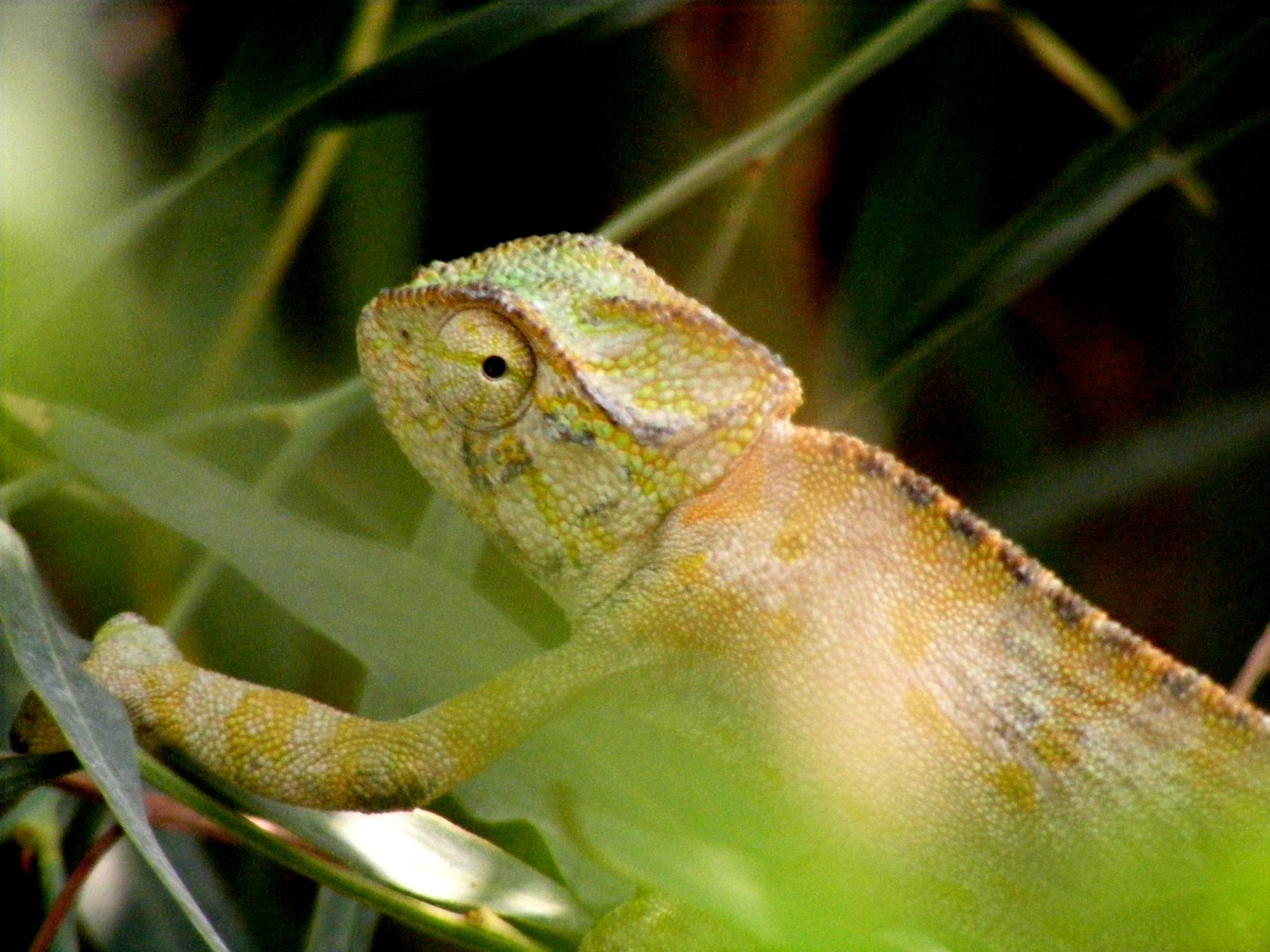 European chameleon (Chamaeleo chamaeleon recticrista)