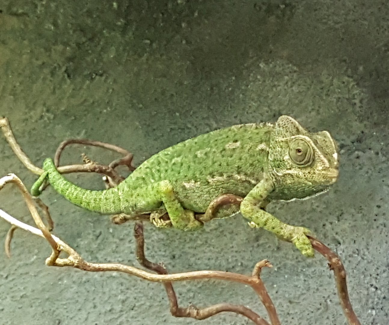 European chameleon