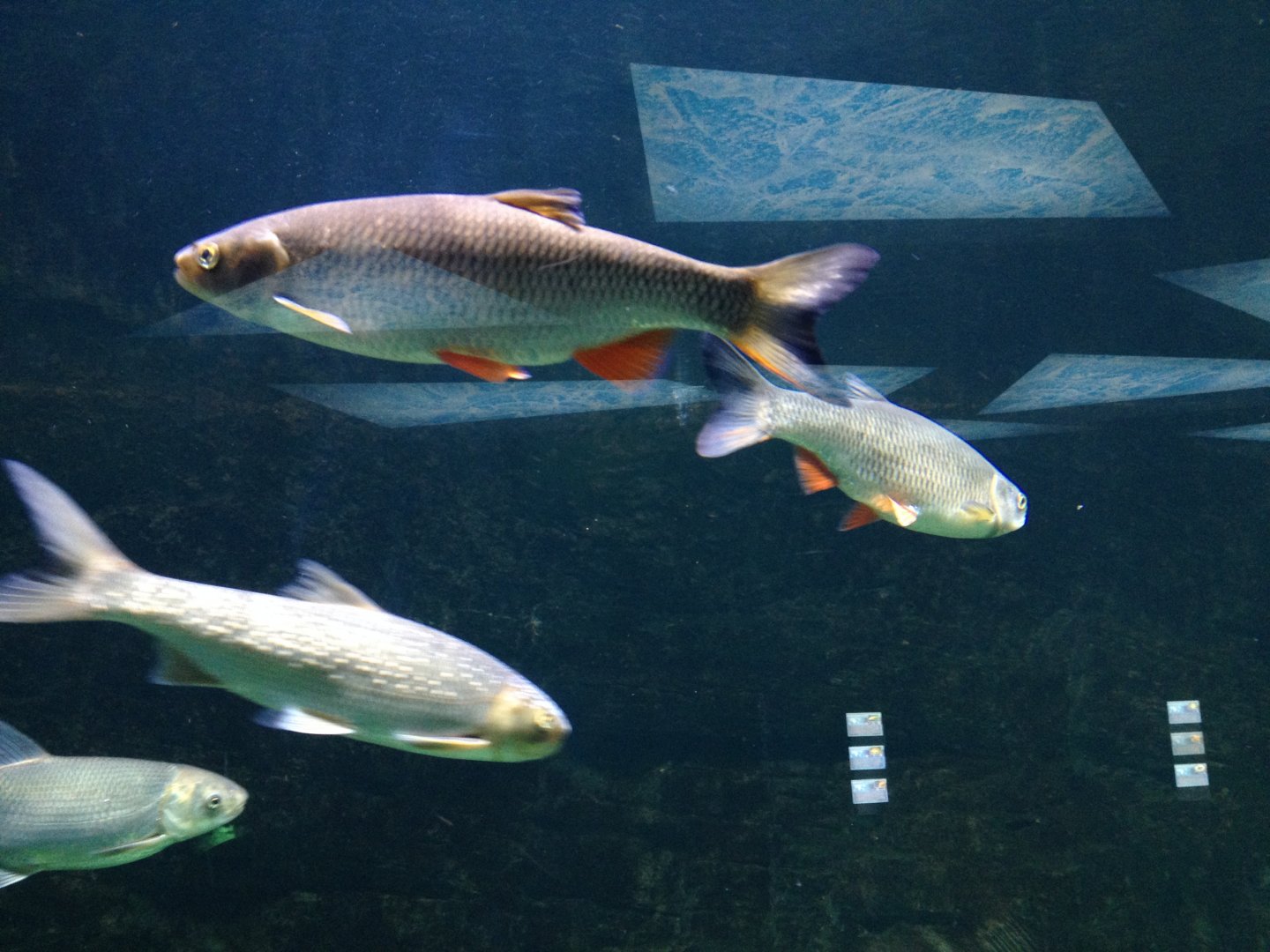 European chub and Caspian white fish