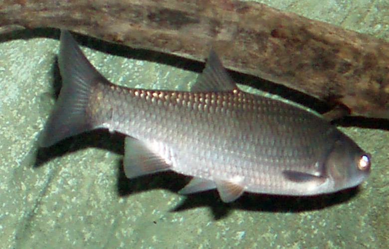 European Chub (Leuciscus cephalus)