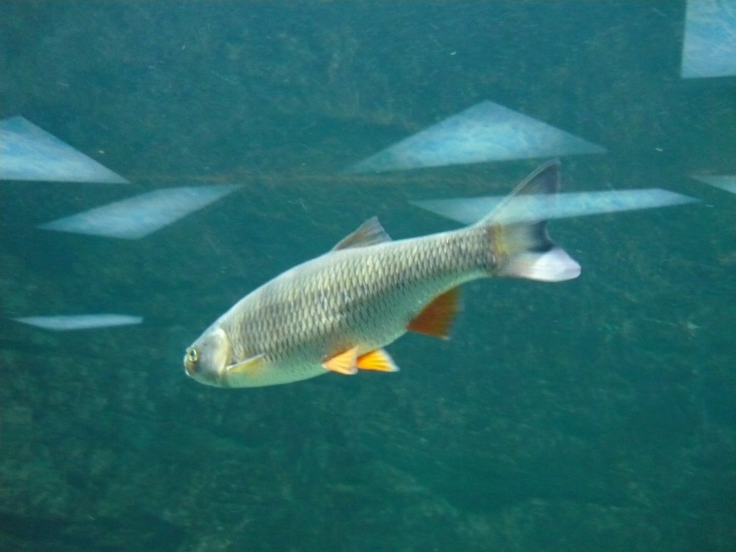 European chub