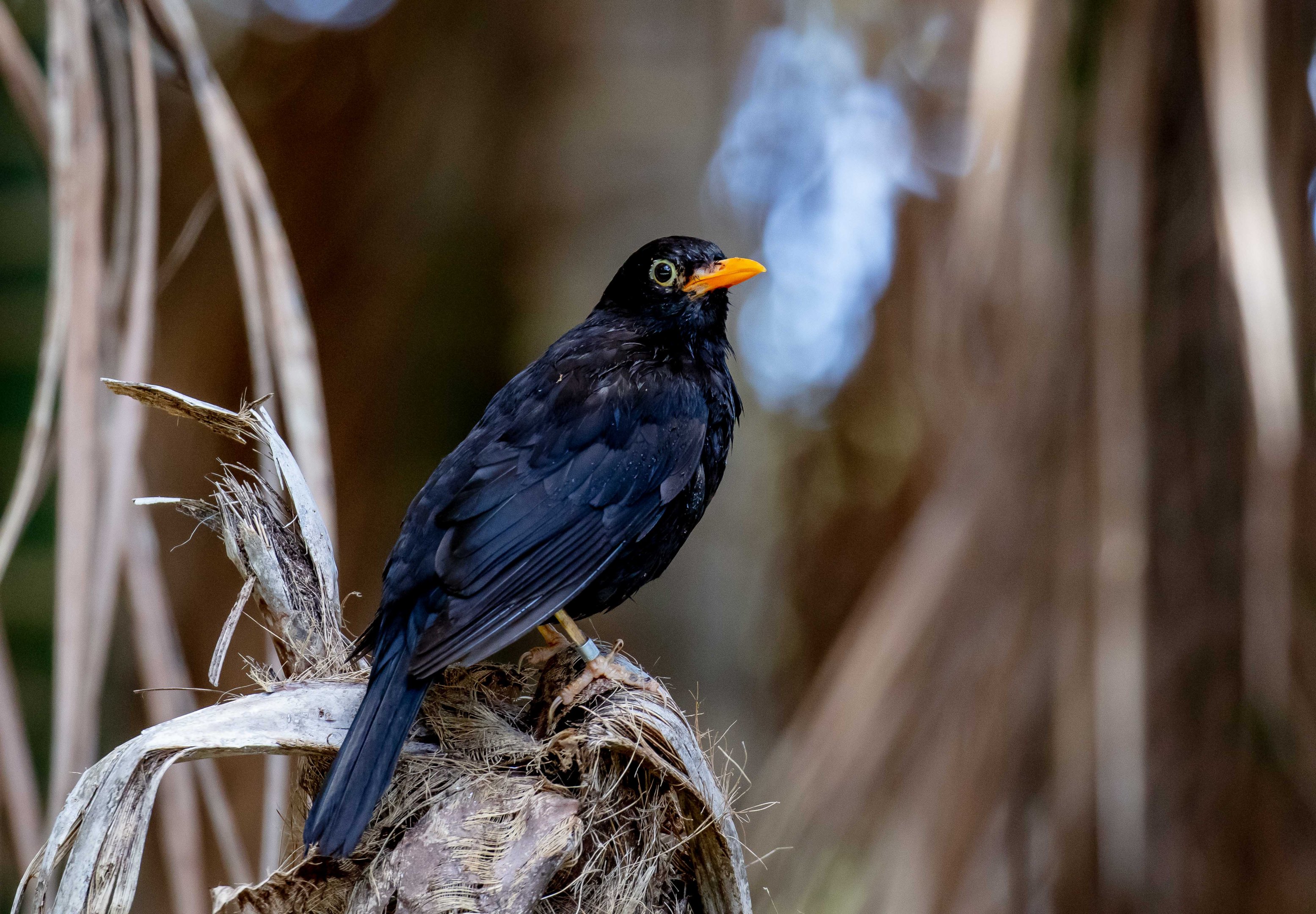 European (Common) Blackbird