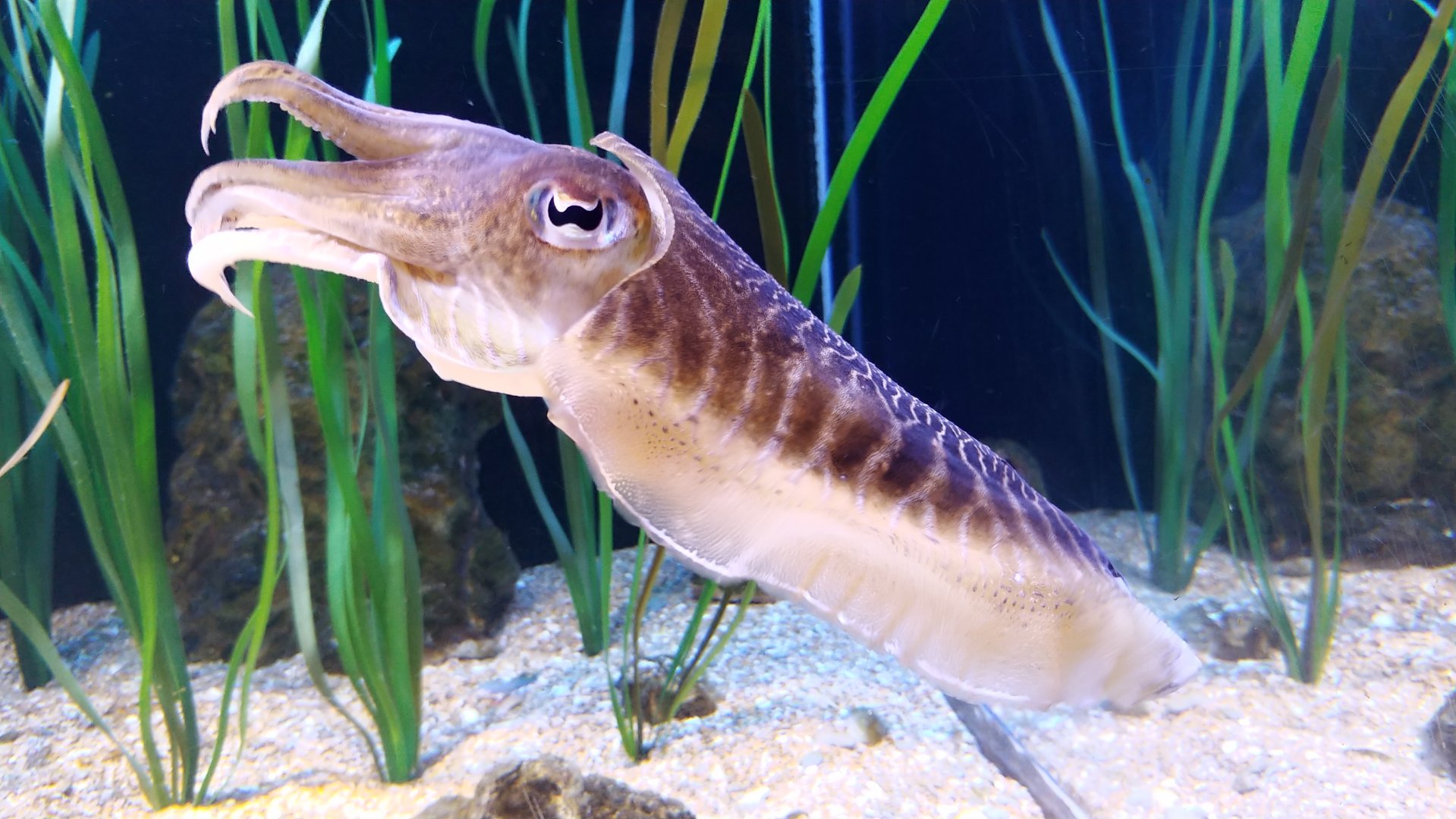 European common cuttlefish