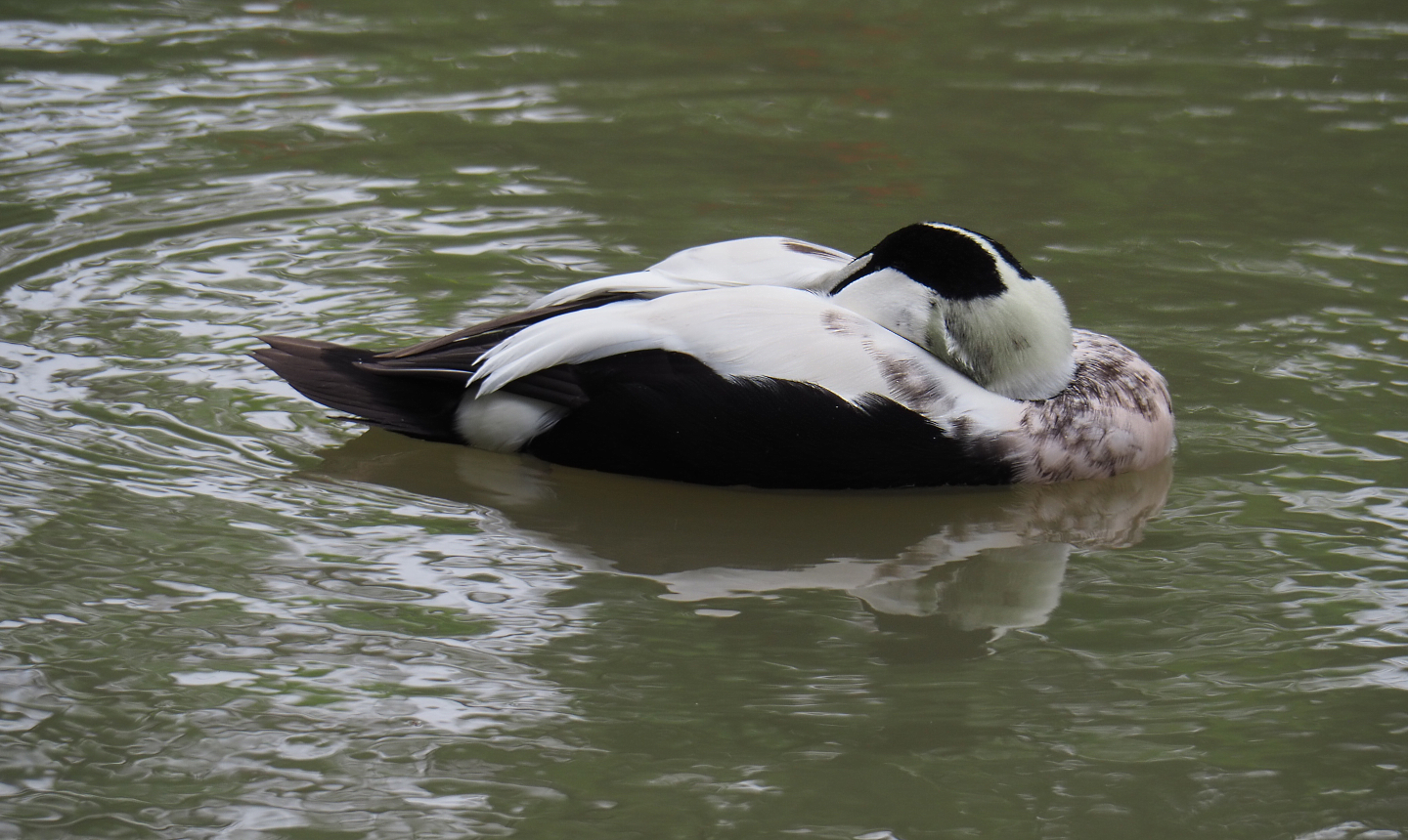 European common eider drake (Somateria mollissima mollissima), 2020-09-03