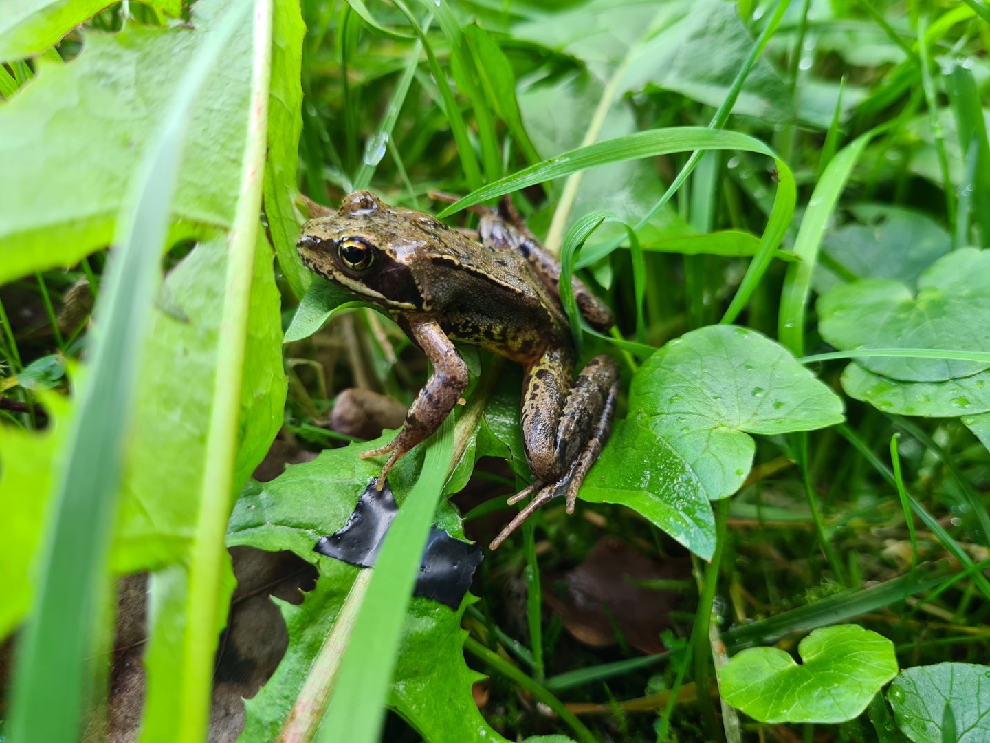 European common frog