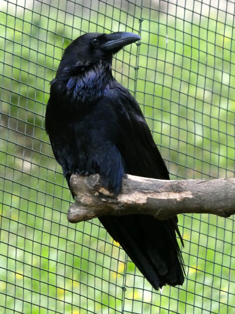 European common raven (Corvus corax corax)