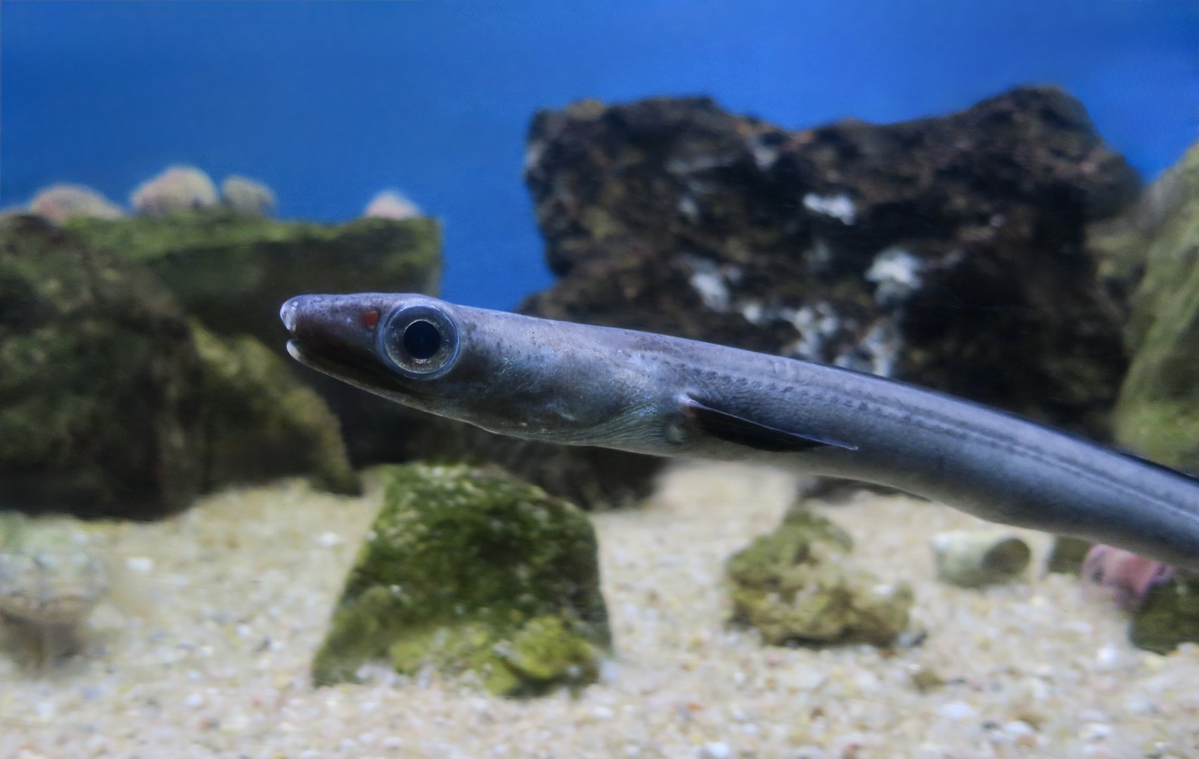 European Conger (Conger conger) juvenile