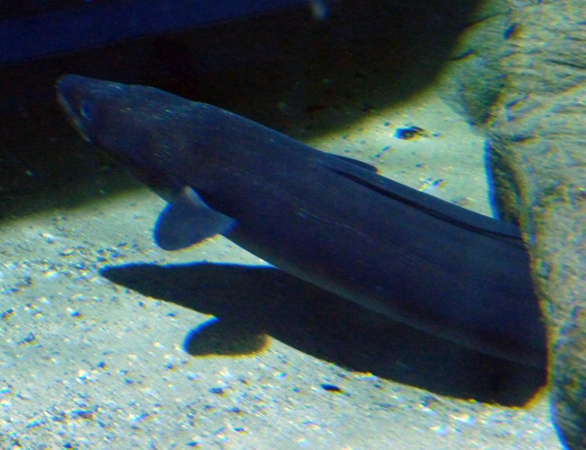European conger (Conger conger)