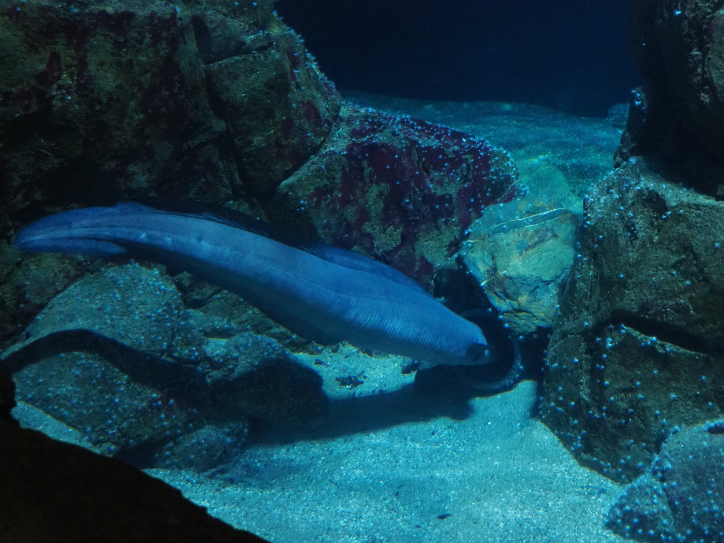 European conger eel (Conger conger), Nov 10th, 2018