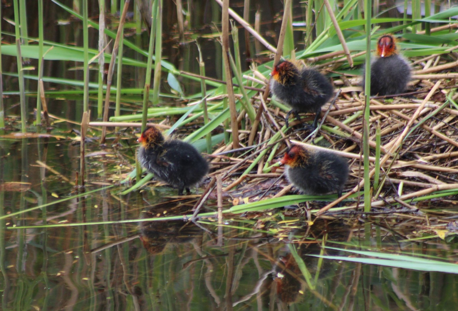 European coot-chicks