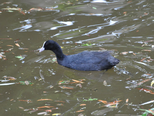 European Coot in Kishinev Zoo