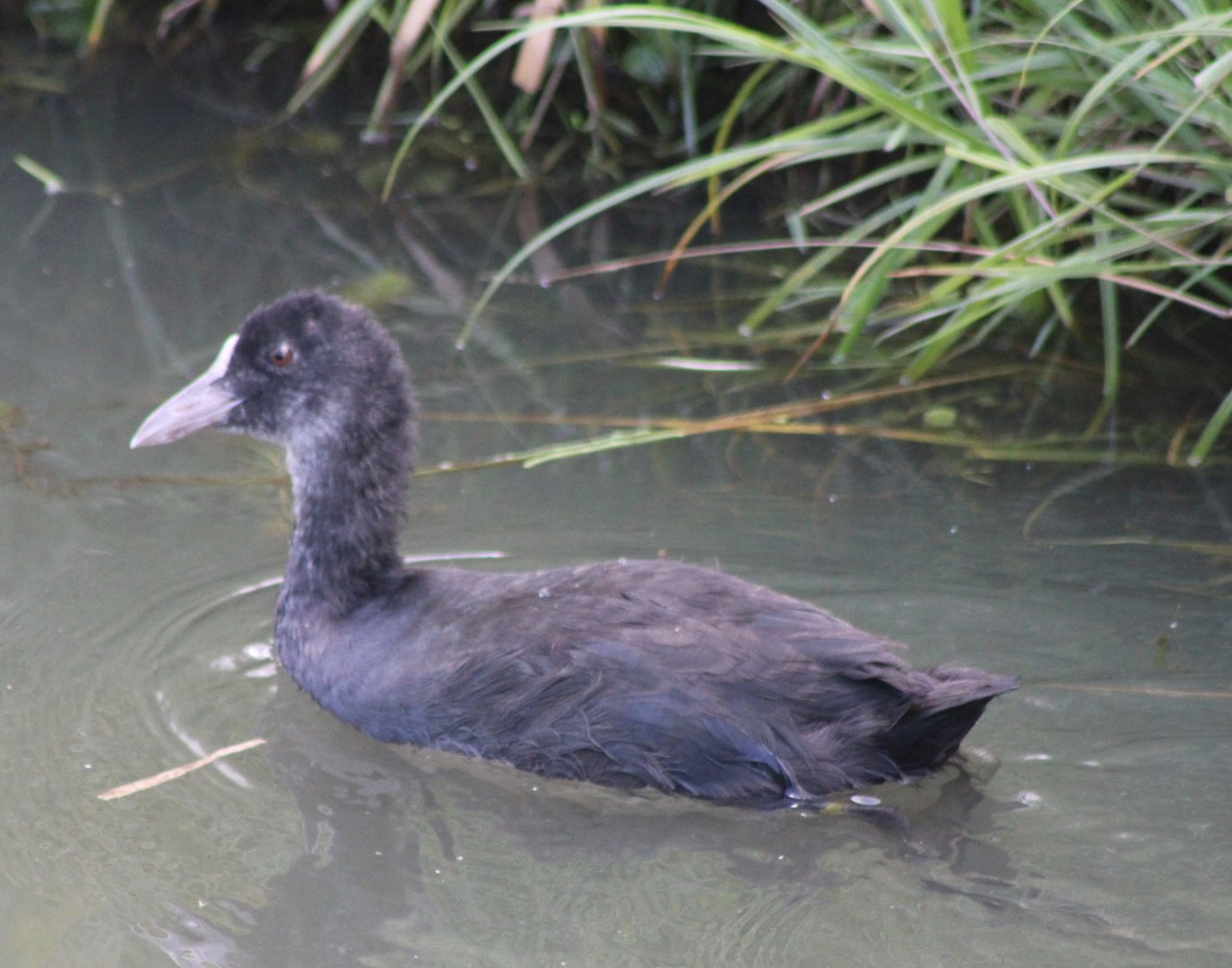 European coot - juvenile