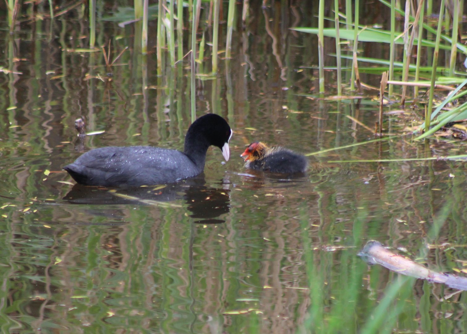European coot with chick