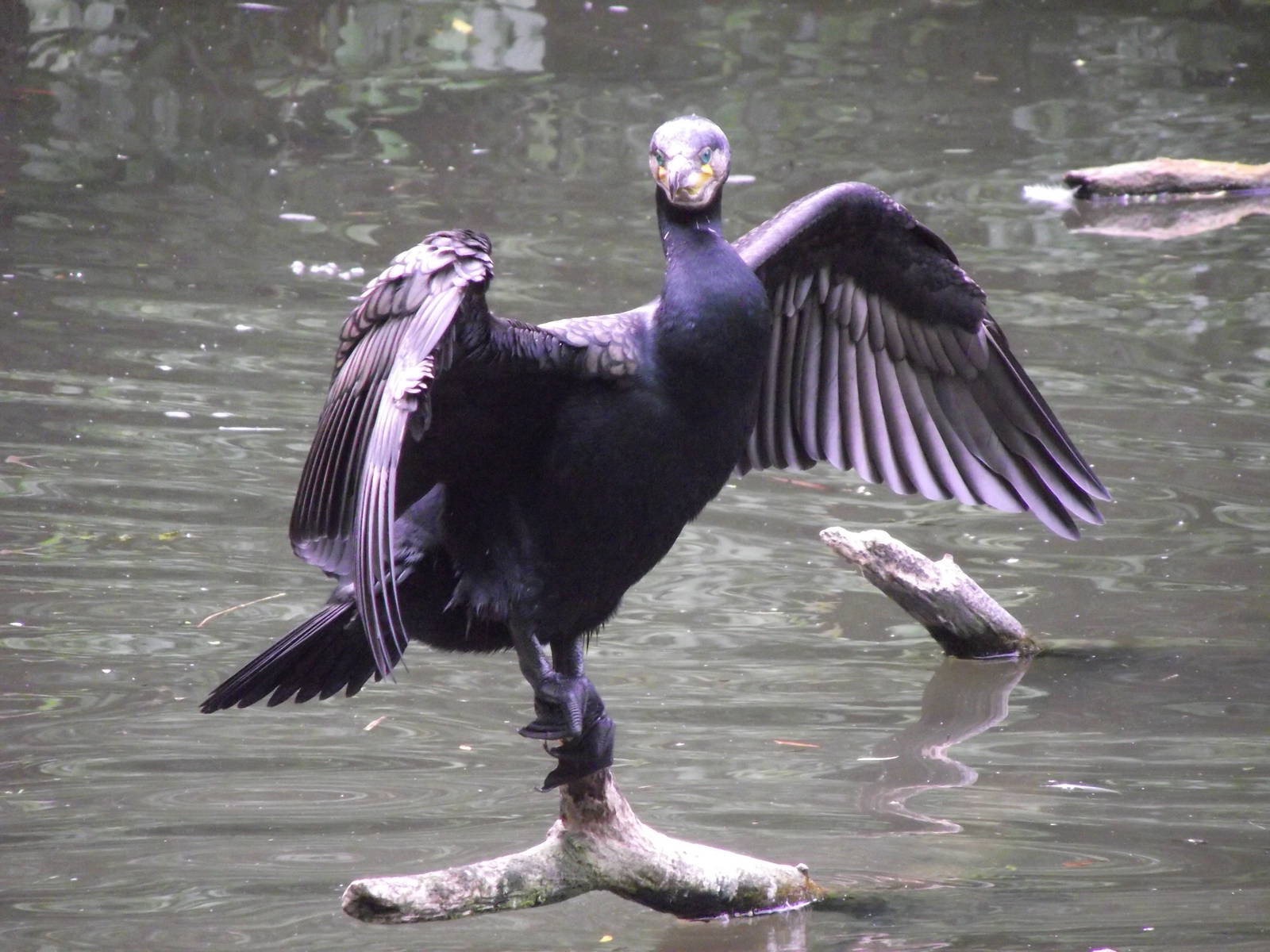 european cormorant 070511