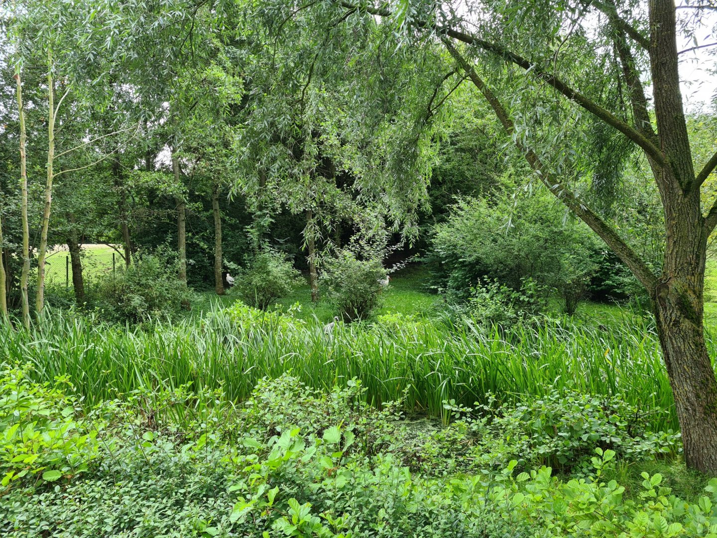 European crane and European white stork enclosure